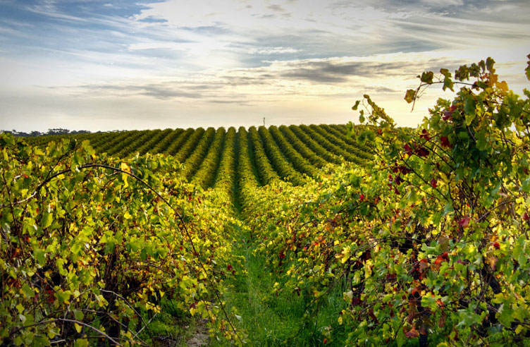 Explore the McLaren Vale wine region.